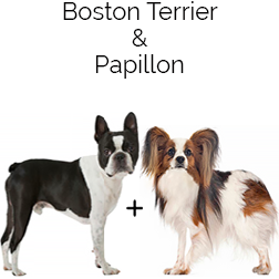 Bostillon Dog